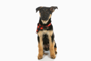 Pet Portrait Photographer