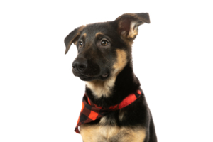 Pet Photographer