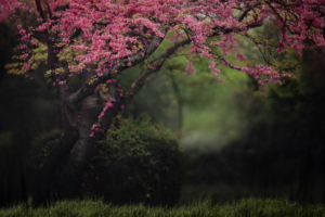 Spring Tree Spring Tree Background