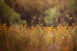 Wild Flower Field Wild Flower Field