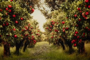 Apple Orchard Apple Orchard Background