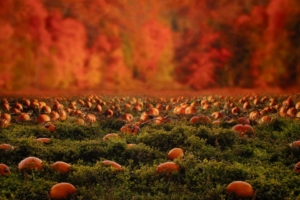 Pumpkin Patch Pumpkin Patch Background