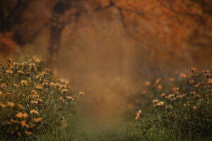 Fall Dawn Fall Dawn