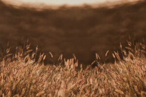 Wheat Field Wheat Field