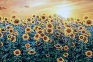 Sunflower Field Sunflower Field